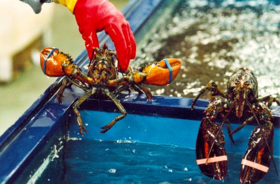 HummerinHand-Internet.jpg (41078 Byte)